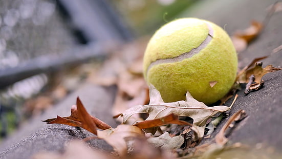 зеленый теннисный мяч, макро, теннисные мячи, листья, шарики, HD обои HD wallpaper