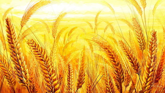 黄金の穀物、草、小麦、黄色、収穫、太陽、パン、秋、穀物、農場、金、オート麦、夏、秋、自然、 HDデスクトップの壁紙 HD wallpaper