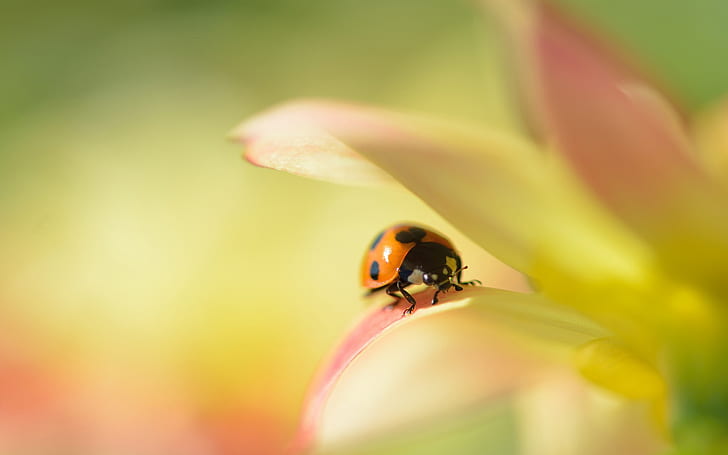Flower macro, dahlia, ladybug, blur background, Flower, Macro, Dahlia, Ladybug, Blur, Background, HD wallpaper