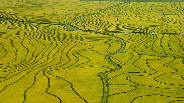 nature landscape green field river birds eye view rice paddy aerial view, HD wallpaper