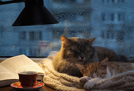 autumn, cat, glass, drops, cats, comfort, house, kitty, heat, grey, room, rain, stay, tea, together, lamp, sleep, the evening, scarf, window, red, pair, Cup, book, twilight, a couple, Duo, two, outside the window, Pets, knitted, home, two cats, HD wallpaper HD wallpaper