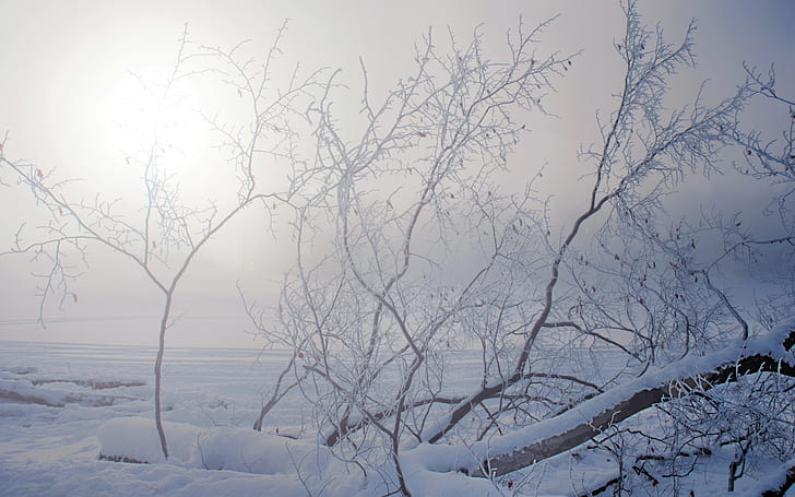 Зимно снежно дърво Слънчева светлина HD, природа, слънчева светлина, сняг, зима, дърво, HD тапет