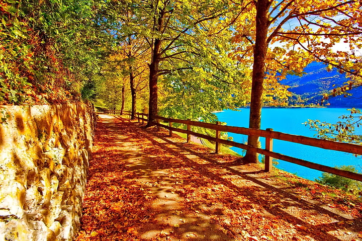 brown wooden road rail, brown leaf trees near body of water and pathway, fall, trees, pathway, landscape, HD wallpaper