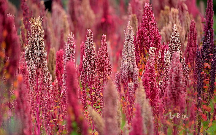 Pink Quinoa plants in Peru-2016 Bing Desktop Wallp.., HD wallpaper
