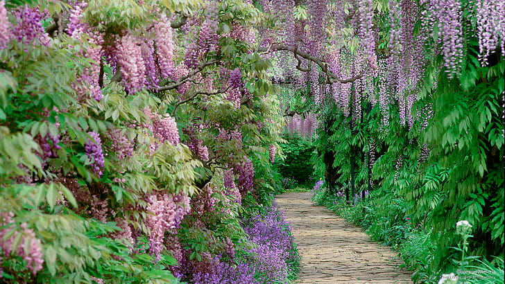 Blühende Glyzinien, Blumen / Gärten, HD-Hintergrundbild