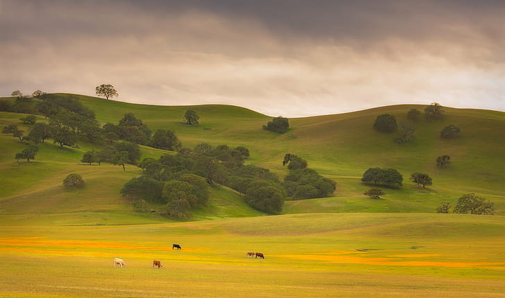 landscape photography of green grasslands, Spring, Pasture, landscape photography, green, grasslands, California, Highway 25, Pinnacles, Ranch, Local Color, Cows, Flowers  Hills, nature, hill, landscape, meadow, rural Scene, agriculture, grass, field, outdoors, scenics, summer, farm, HD wallpaper