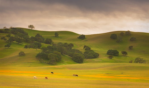 landscape photography of green grasslands, Spring, Pasture, landscape photography, green, grasslands, California, Highway 25, Pinnacles, Ranch, Local Color, Cows, Flowers  Hills, nature, hill, landscape, meadow, rural Scene, agriculture, grass, field, outdoors, scenics, summer, farm, HD wallpaper HD wallpaper