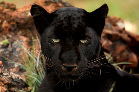 czarna pantera, pantera, oczy, drapieżnik, duży kot, kaganiec, Tapety HD HD wallpaper