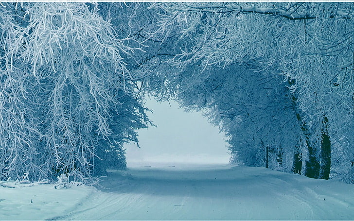 заснежени дървета, зима, сняг, дървета, лед, природа, HD тапет