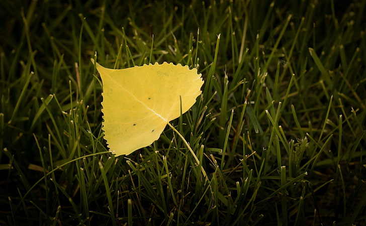 Leaf, Seasons, Autumn, 4k, leaf, nature, yellow, hd, 35mm, HD wallpaper