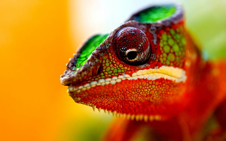 Chameleon Lizard Macro HD, zielona i czerwona jaszczurka, zwierzęta, makro, jaszczurka, kameleon, Tapety HD