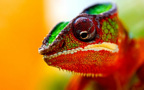 Chameleon Lizard Macro HD, จิ้งจกเขียวและแดง, สัตว์, มาโคร, กิ้งก่า, กิ้งก่า, วอลล์เปเปอร์ HD HD wallpaper