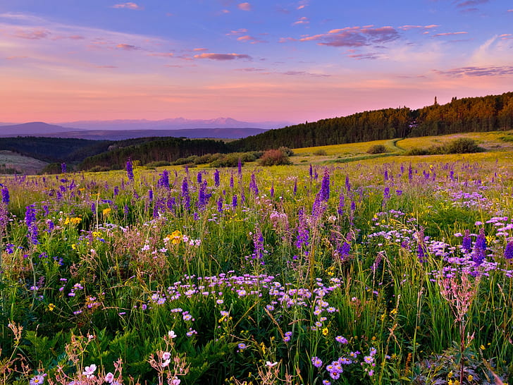 White River Plateau, Colorado, flores, prado, flores de color púrpura, blanco, río, meseta, Colorado, flores, pradera, Fondo de pantalla HD