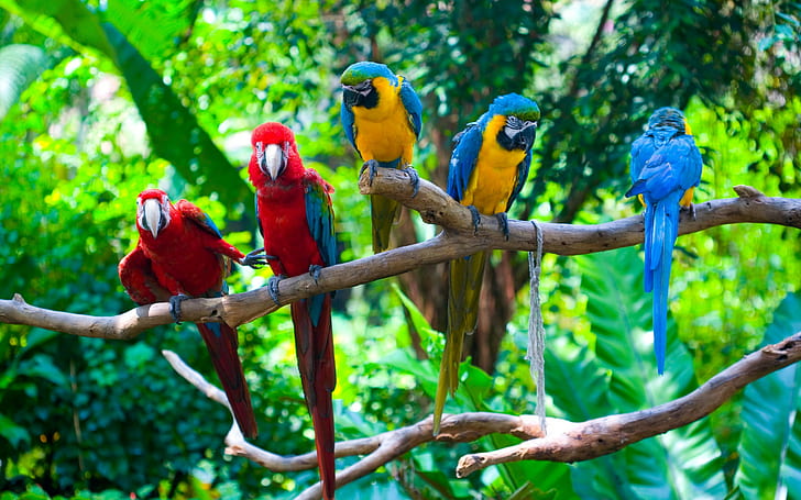 Pięć papug, trzy żółto-niebieskie i dwie czerwono-niebieskie papugi, papugi, ptaki, drzewo, najlepiej, Tapety HD