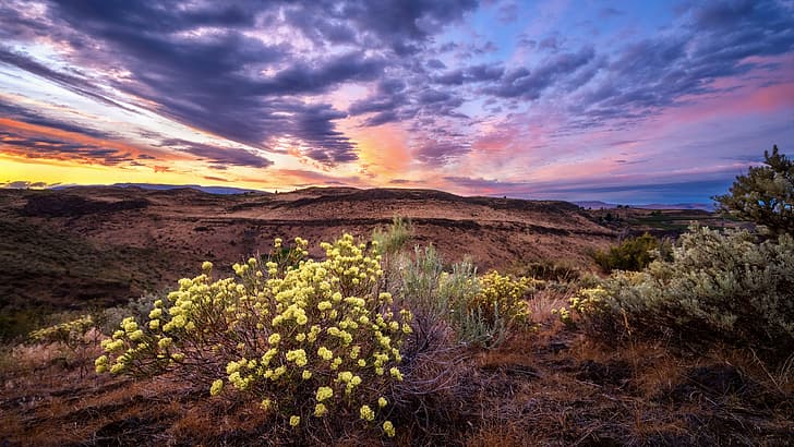 ธรรมชาติ ภูมิทัศน์ เมฆ ท้องฟ้า กลางแจ้ง ดอกไม้ ดอกไม้สีเหลือง พืช ท้องฟ้าสีส้ม, วอลล์เปเปอร์ HD