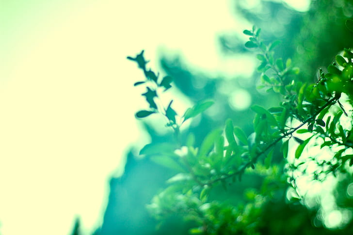พืช, สีเขียว, ใบไม้, สาขา, วอลล์เปเปอร์ HD