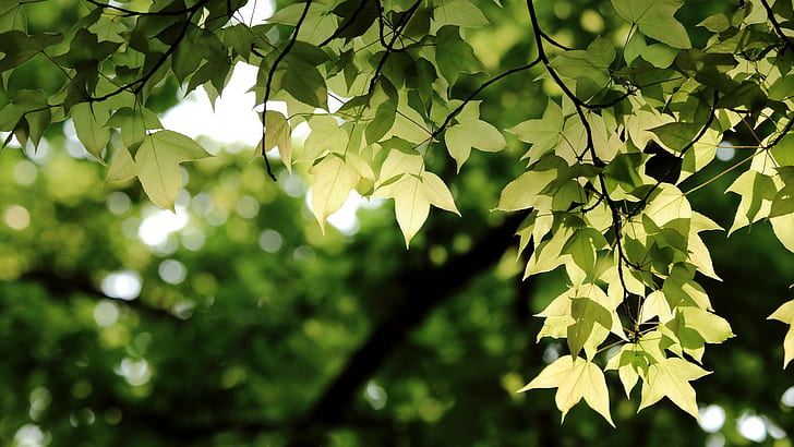 Листья HD, природа, листья, HD обои