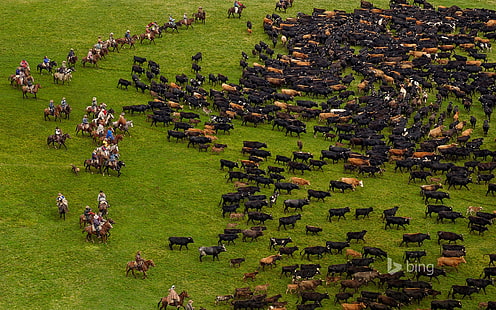 çimen, inekler, otlak, sürü, Andes, Ekvador, HD masaüstü duvar kağıdı HD wallpaper