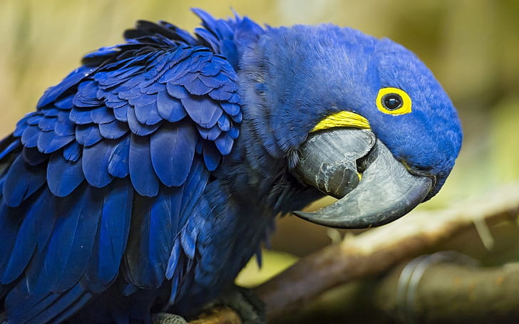 Blue Parrot, parrot, HD wallpaper