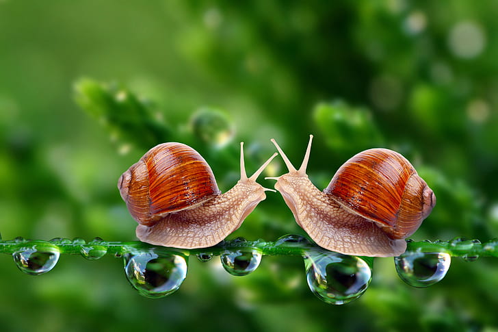 nature, closeup, snail, depth of field, leaves, water drops, photo manipulation, HD wallpaper