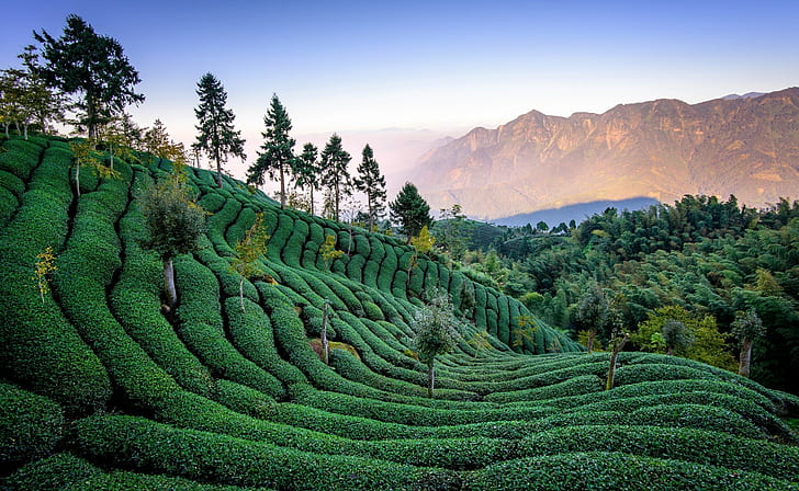 tea plantation, HD wallpaper