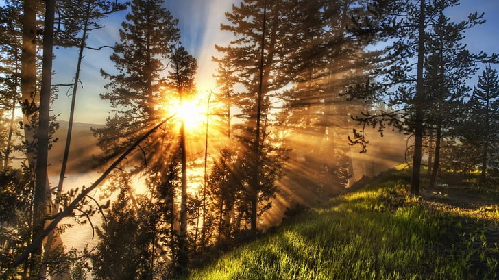 sinar krepuskular, pagi, alam, sinar matahari, hutan, sinar matahari, Wallpaper HD