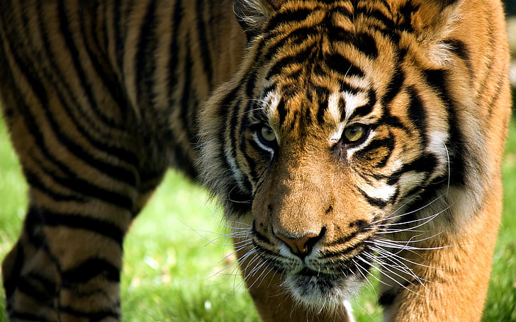 tigre marrón, tigre, ira, agresión, rayado, tigre amur, Fondo de pantalla HD