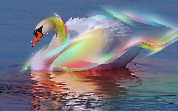 weißer Schwan, Wasser, Schwan, Regenbogen, HD-Hintergrundbild