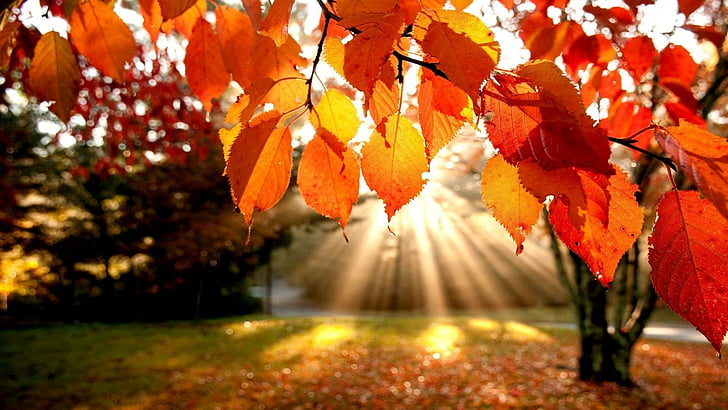 осень, солнечный лучик, листья, природа, HD обои