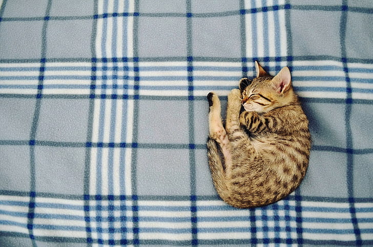 kucing, binatang, tidur, kucing, Wallpaper HD