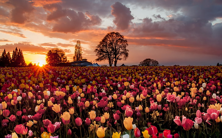 field of tulip flowers, landscape, field, flowers, sky, clouds, sunlight, HD wallpaper