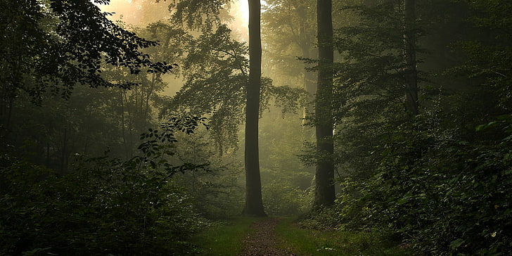 пръст път, пресичащ две високи дървета в гората през деня, природа, пейзаж, гора, мъгла, пътека, трева, храсти, зелен, пролет, слънчева светлина, Дания, HD тапет