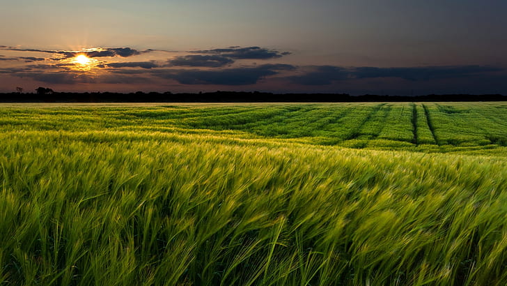 пшеница, зеленина, поле, небе, трева, слънце, облаци, пейзаж, залез, природа, зелен, фон, широкоекранен, пейзажи, ръж, колоски, поляна, уши, цял екран, s, цял екран, HD тапет
