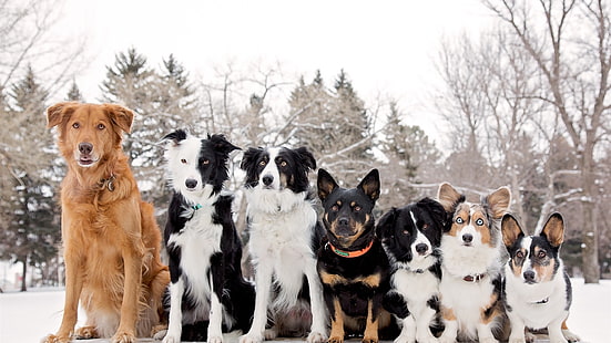 Border Collie, Waliser Corgi, sieben Hunde, Border Collie, Waliser Corgi, sieben Hunde, HD-Hintergrundbild HD wallpaper