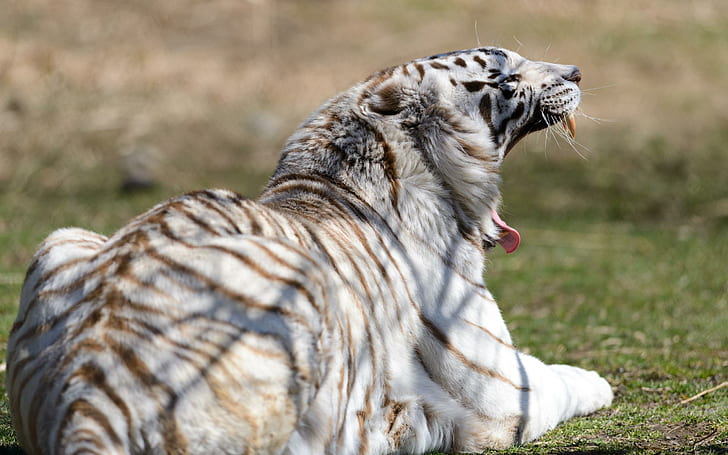 Tiger White Wild Cat Layar lebar, kucing, harimau, putih, layar lebar, liar, Wallpaper HD
