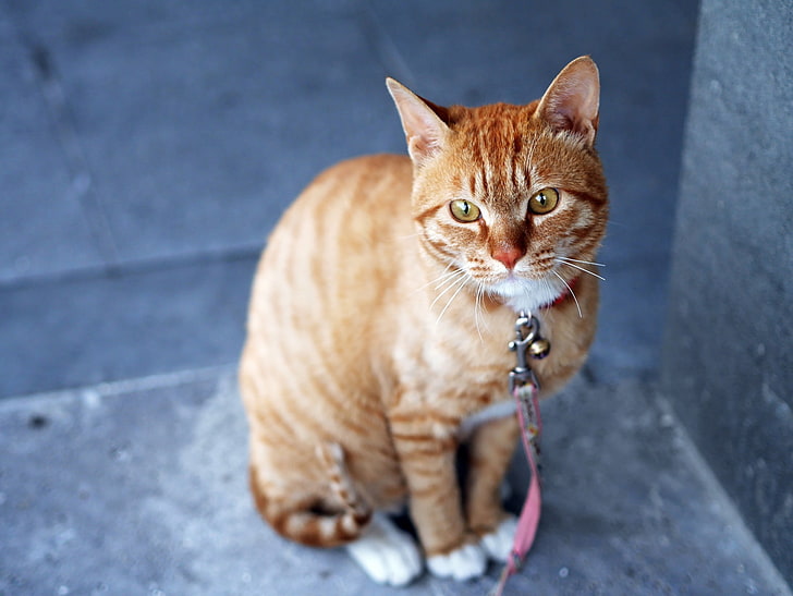 brown tabby cat, cat, striped, leash, HD wallpaper