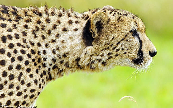yellow and black cheetah, cheetah, face, spotted, big cat, predator, HD wallpaper