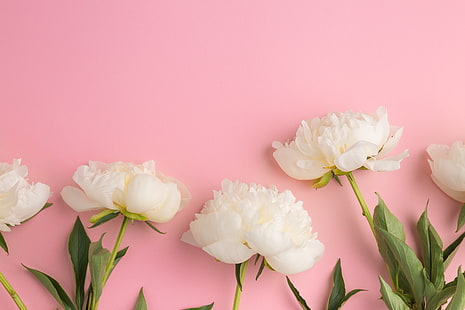 kwiaty, białe, piękne, piwonie, Tapety HD HD wallpaper