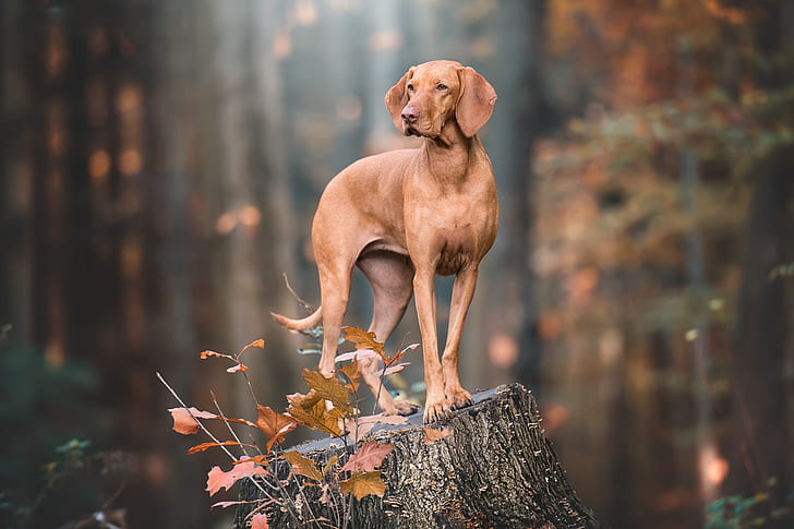 musim gugur, lihat, berpose, tunggul, anjing, coklat, Weimaraner, Wallpaper HD