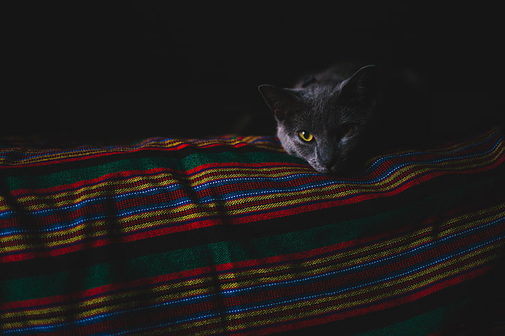 серый кот], кот, серый, морда, темнота, HD обои