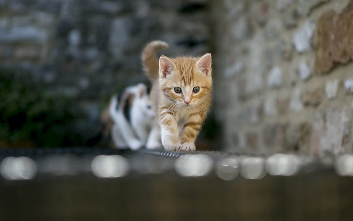 kitten, blur, light, HD wallpaper