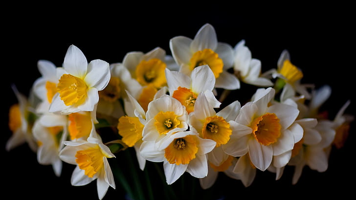 Narcisos, primer plano de flores, fondo negro, narcisos, flores, negro, fondo, Fondo de pantalla HD