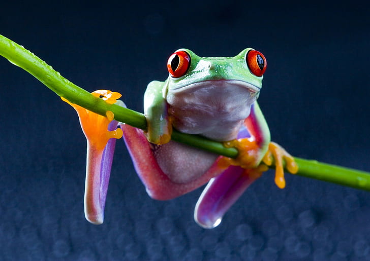 Red-Eyed Tree Frogs, frog, amphibian, HD wallpaper