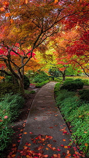 daun musim gugur, pemandangan, gugur, Wallpaper HD HD wallpaper