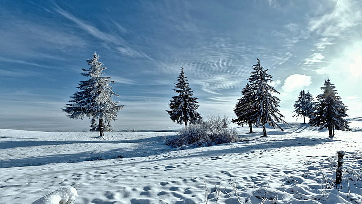 деревья, зимние фоны, снег, Скачать 3840x2160 Деревья, HD обои