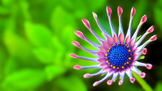 Blume, Flora, Makrofotografie, Nahaufnahme, Blütenblatt, Makro, Pflanze, Fotografie, HD-Hintergrundbild HD wallpaper