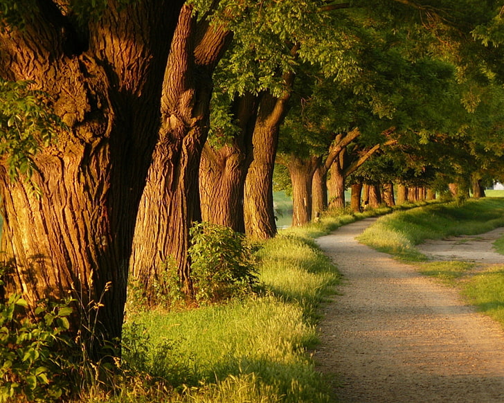 ธรรมชาติภูมิทัศน์ต้นไม้เส้นทางแสงแดดถนนลูกรัง, วอลล์เปเปอร์ HD