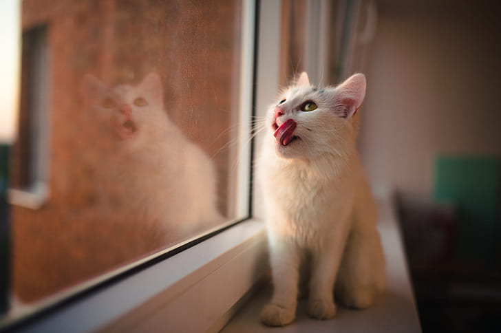 licked, on the windowsill, white cat, HD wallpaper