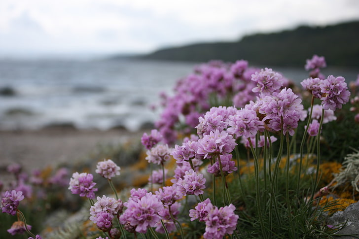 pink drumstick primroses, beach, water, overcast, shore, Flowers, purple flowers, HD wallpaper