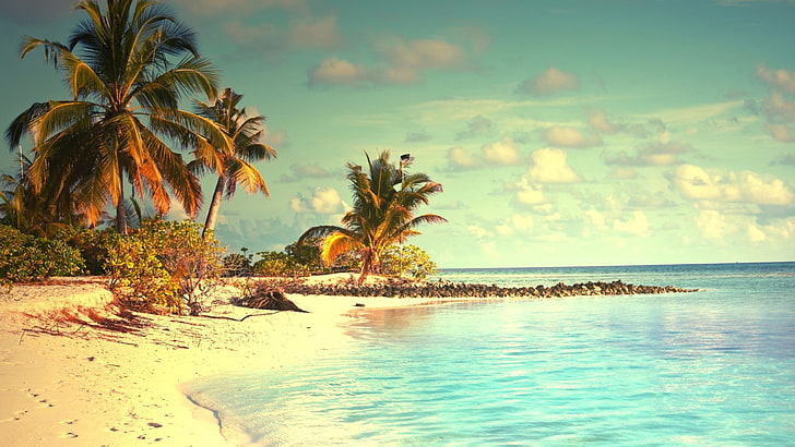 зеленый пляж, пальмы, пляж, тропический, небо, пальмы, HD обои